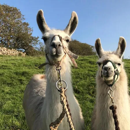 Apartamento The Cuddly Cow Cosy Barn Campview Farm *