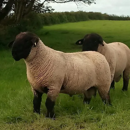 The Cuddly Cow Cosy Barn Campview Farm Apartamento