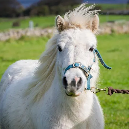 The Cuddly Cow Cosy Barn Campview Farm Apartamento *