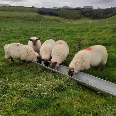 The Cuddly Cow Cosy Barn Campview Farm Dunmuckrum