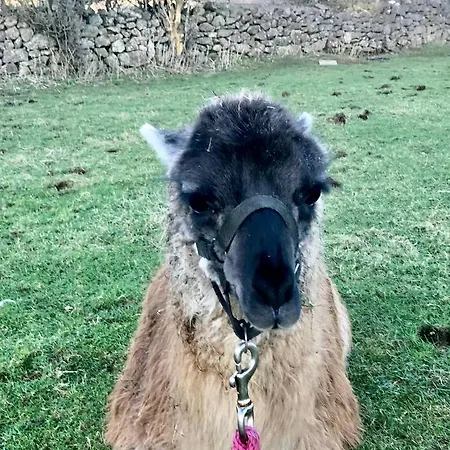 Apartamento The Cuddly Cow Cosy Barn Campview Farm