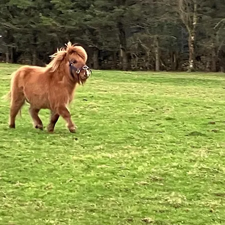 Apartamento The Cuddly Cow Cosy Barn Campview Farm *