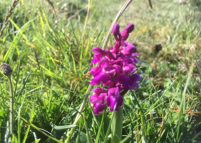 The Cuddly Cow Cosy Barn Campview Farm