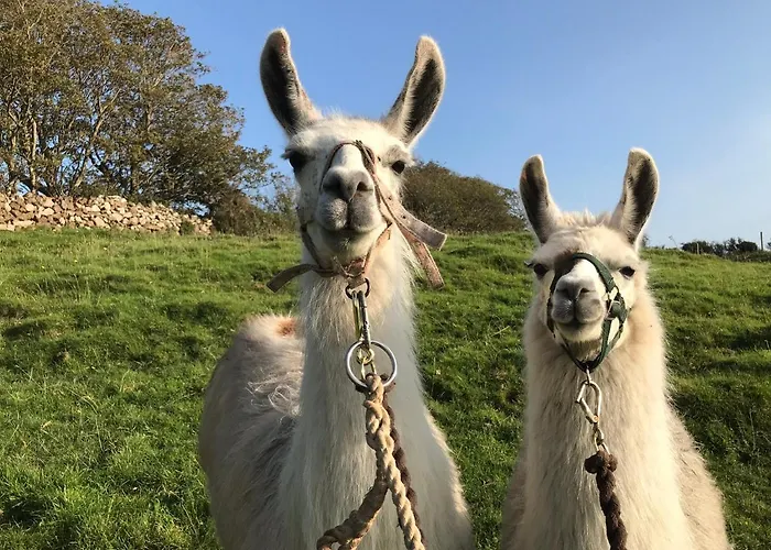 Apartment The Cuddly Cow Cosy Barn Campview Farm *