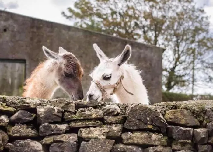 The Cuddly Cow Cosy Barn Campview Farm