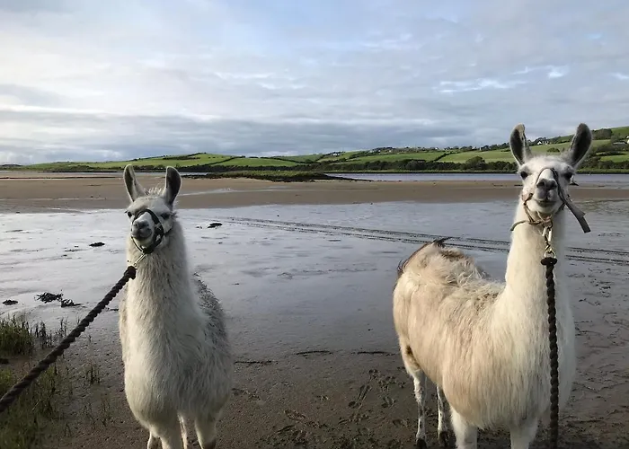 Apartment The Cuddly Cow Cosy Barn Campview Farm *