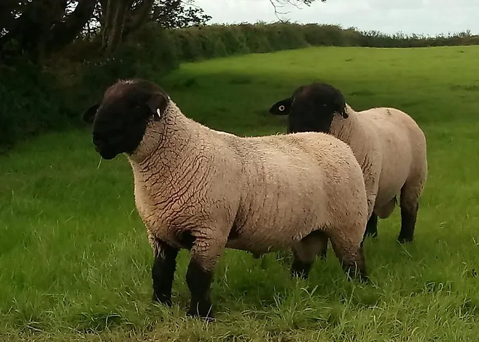 The Cuddly Cow Cosy Barn Campview Farm Apartment