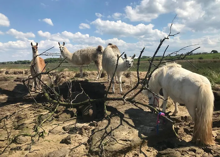The Cuddly Cow Cosy Barn Campview Farm * Dunmuckrum