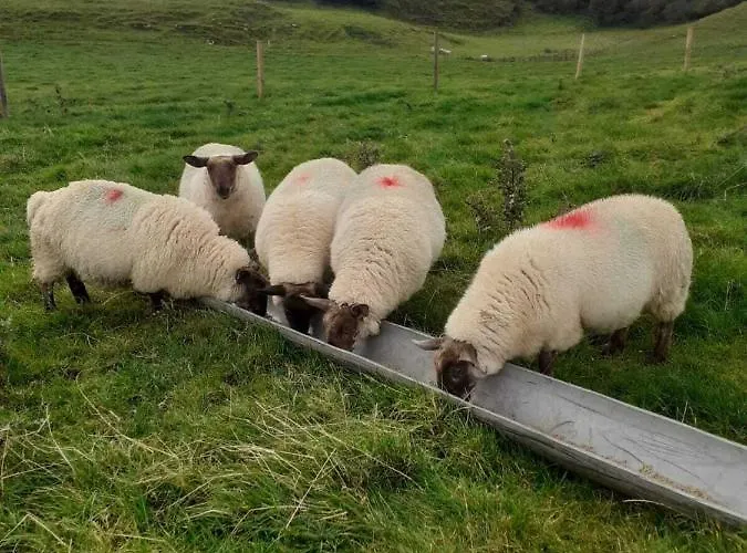 The Cuddly Cow Cosy Barn Campview Farm Dunmuckrum
