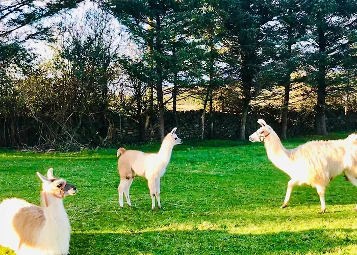 The Cuddly Cow Cosy Barn Campview Farm Appartement Dunmuckrum